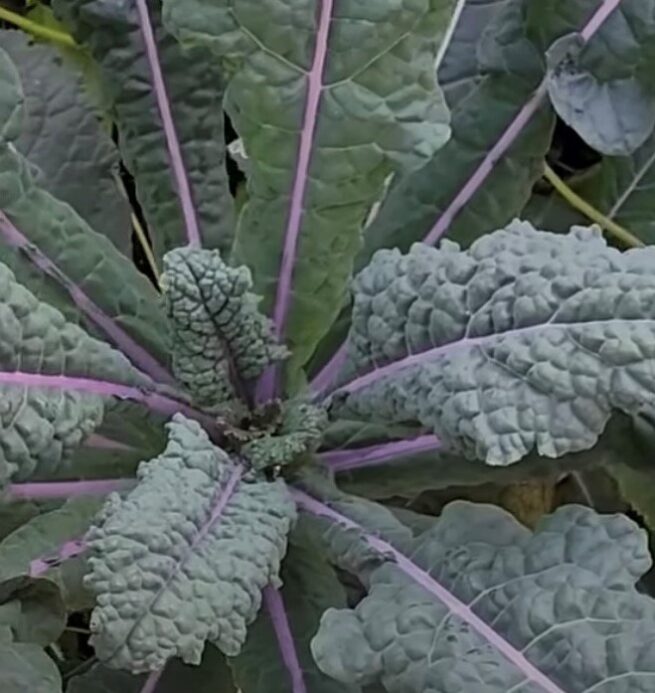 Dazzling Blue Kale Seeds Tim's Tomatoes