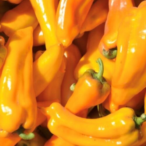 Golden Marconi Pepper Seeds | Heirloom