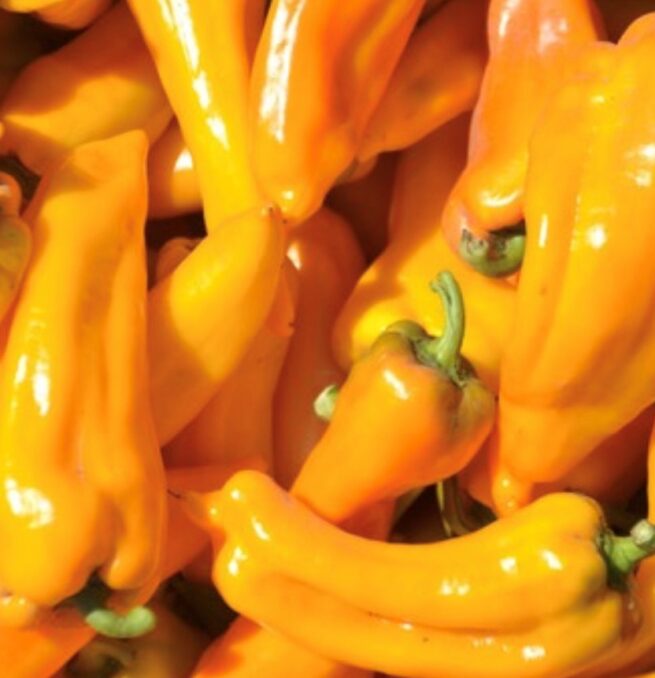 Golden Marconi Pepper Seeds | Heirloom