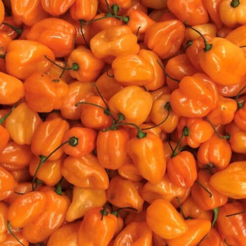 Orange Scotch Bonnet Seeds | Hot