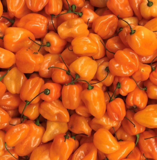 Orange Scotch Bonnet Seeds | Hot