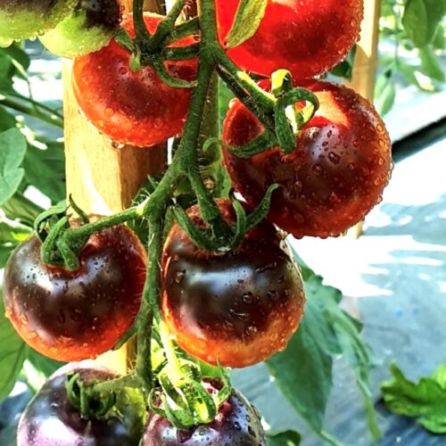 Cascade Village Blue Tomato Seeds