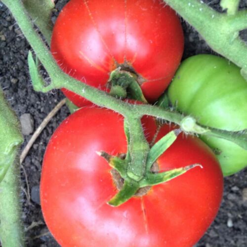 Dwarf Champion 15 Tomato Seeds | Heirloom