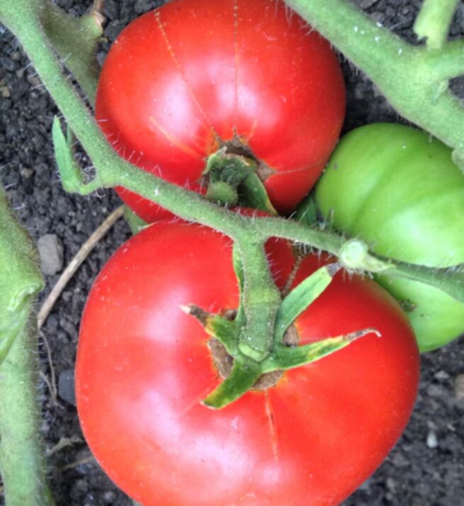 Dwarf Champion 15 Tomato Seeds | Heirloom