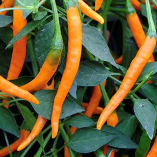 Orange Cayenne Pepper Seeds | Hot