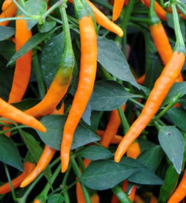 Orange Cayenne Pepper Seeds | Hot