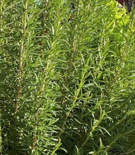 Rosemary Seeds | Herb | Organic