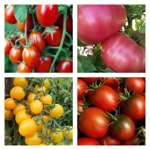 Short Season Tomato Mix | Organic Seeds