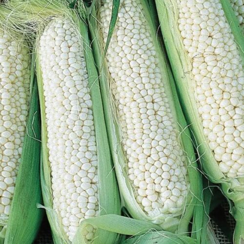 Country Gentleman Corn | Heirloom | Sweet