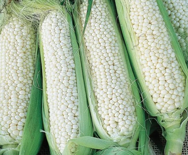 Country Gentleman Corn | Heirloom | Sweet