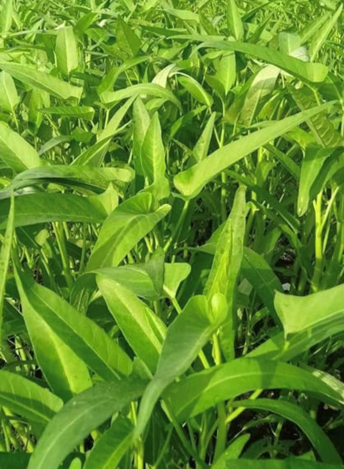 thumbnail image 2 of 120 Organic Water Spinach Seeds – Kong Xin Cai, Non-GMO Heirloom, Easy Grow Vegetable 2 of 5