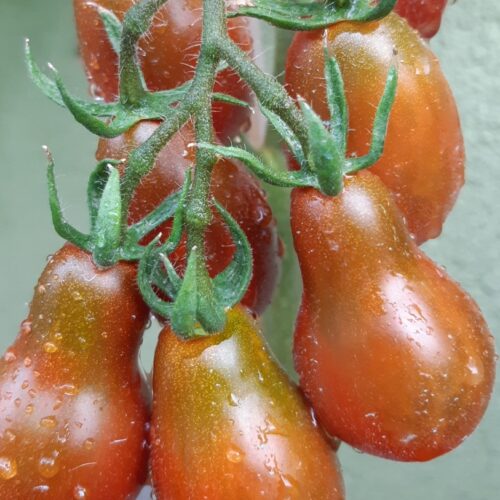 Chocolate Pear Tomato Seeds