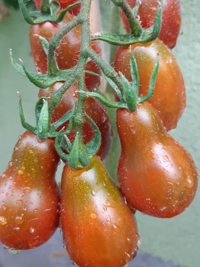 Chocolate Pear Tomato Seeds