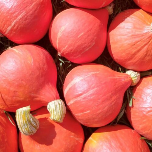 Red Kuri (Hokkaido) Winter Squash Seeds | Heirloom