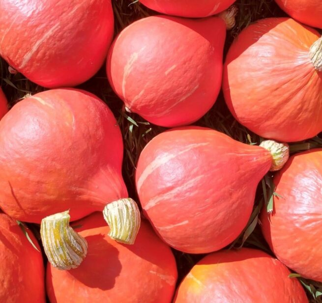 Red Kuri (Hokkaido) Winter Squash Seeds | Heirloom