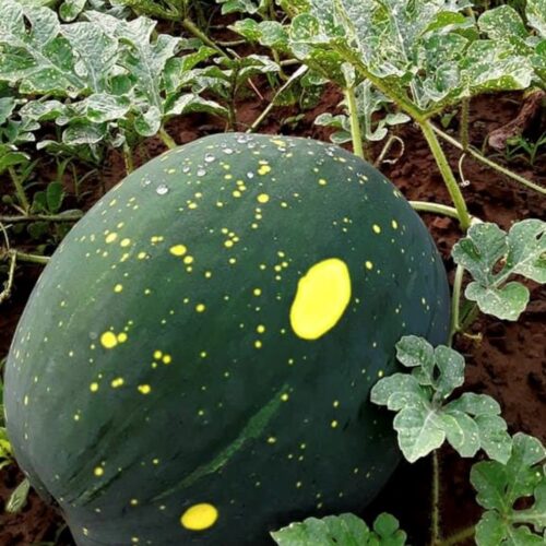 Moon & Stars (Yellow Flesh) Watermelon Seeds | Heirloom