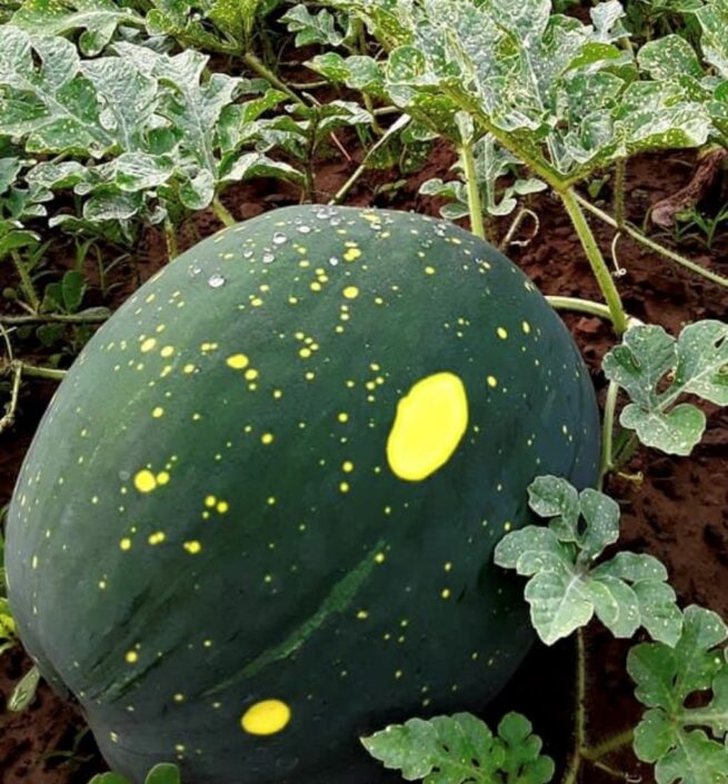 Moon & Stars (Yellow Flesh) Watermelon Seeds | Heirloom