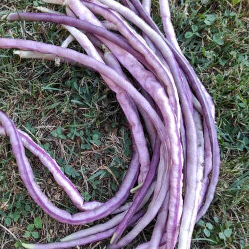 Mosaic Yard Long Bean | Heirloom