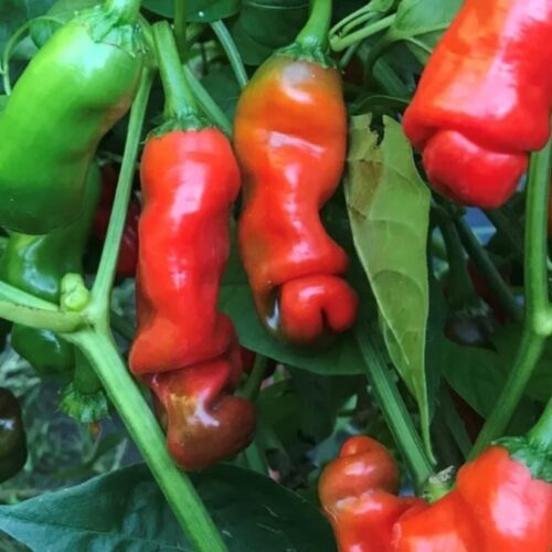 Red Peter Pepper Seeds | Hot