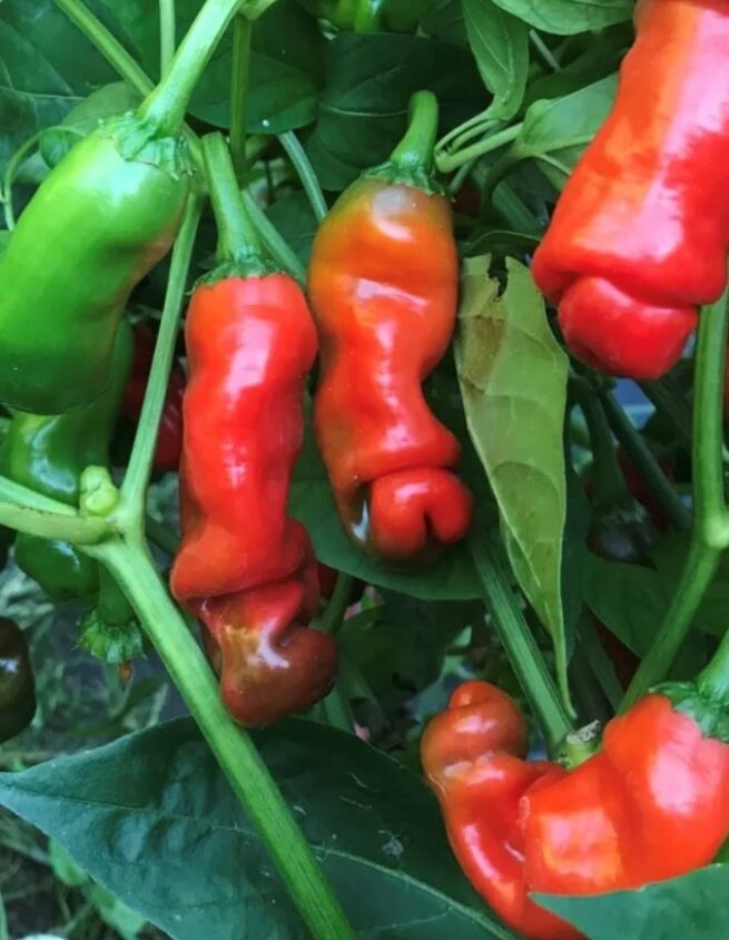 Red Peter Pepper Seeds | Hot