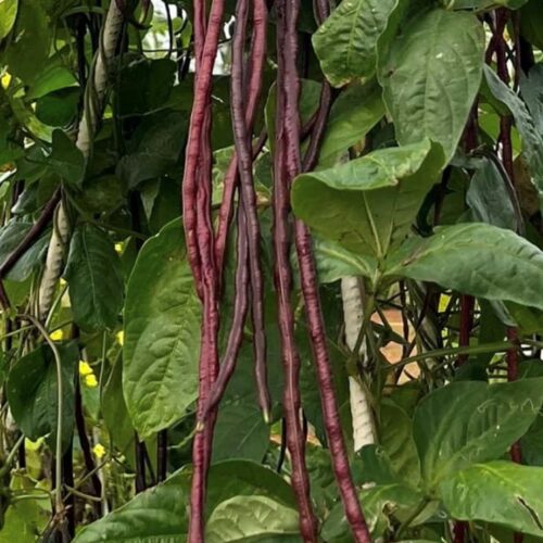 Red Podded Yard Long Bean Seeds