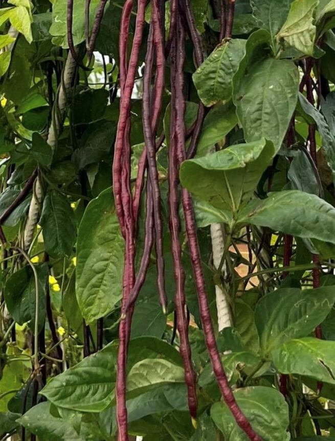 Red Podded Yard Long Bean Seeds