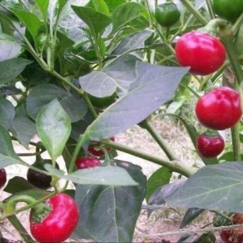 Sweet Red Cherry Pepper | Heirloom