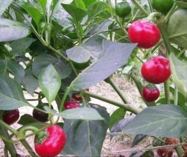 Sweet Red Cherry Pepper | Heirloom