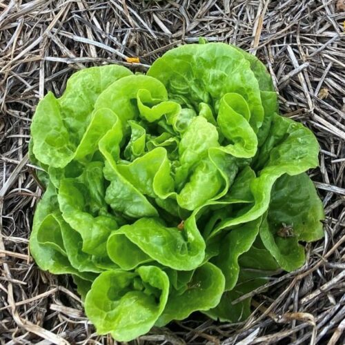 Tom Thumb Lettuce Seeds | Heirloom