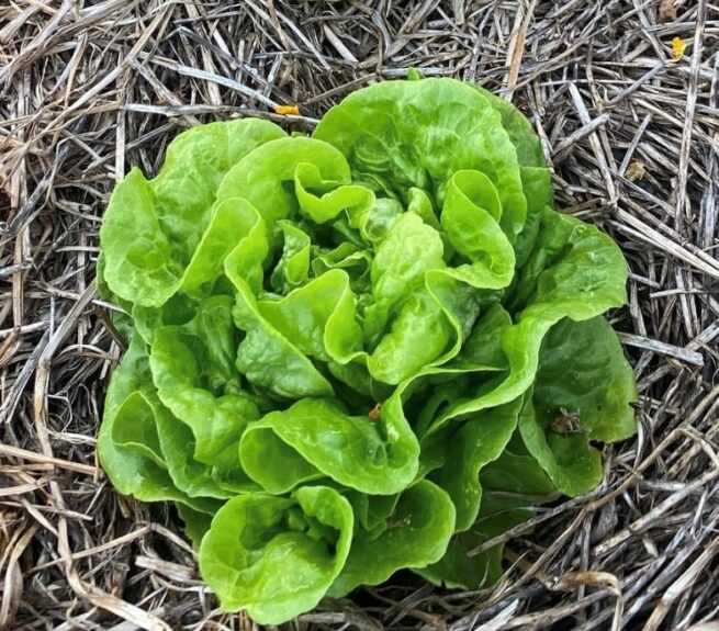 Tom Thumb Lettuce Seeds | Heirloom