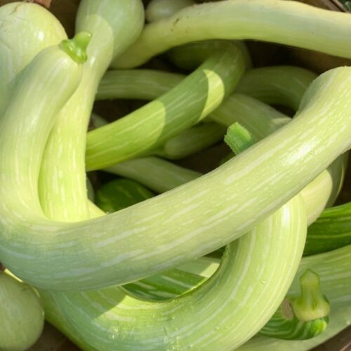 Tromboncino (Zucchini Rampicante) Squash Seeds | Heirloom | Organic