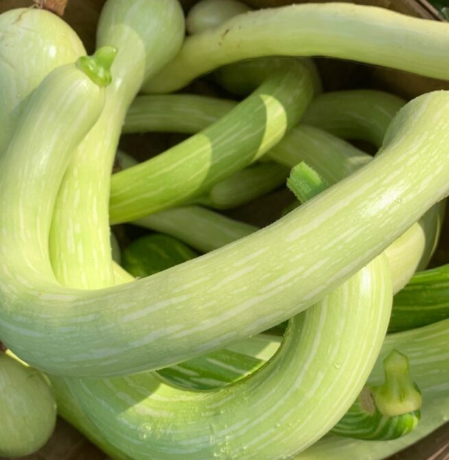 Tromboncino (Zucchini Rampicante) Squash Seeds | Heirloom | Organic