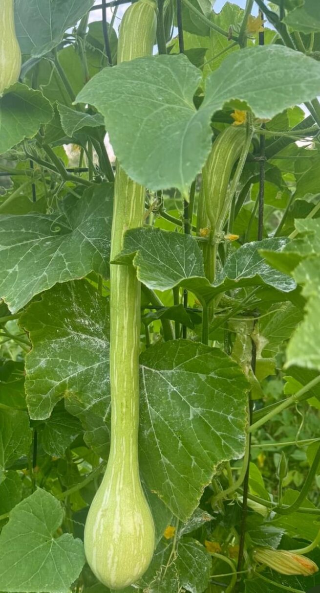 Tromboncino (Zucchini Rampicante) Squash Seeds | Heirloom | Organic