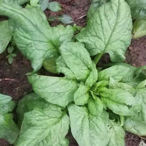 Winter Giant Spinach Seeds | Heirloom