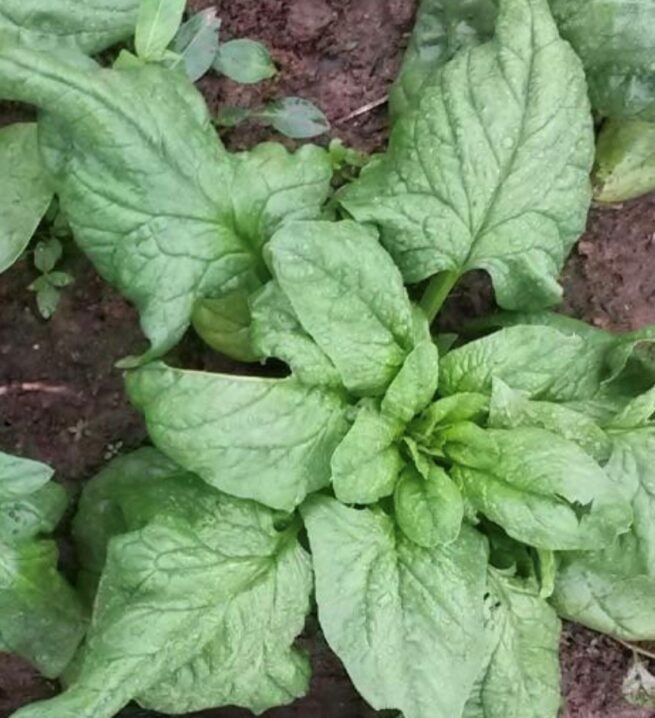 Winter Giant Spinach Seeds | Heirloom