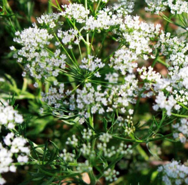 Anise Seeds | Heirloom | Herb