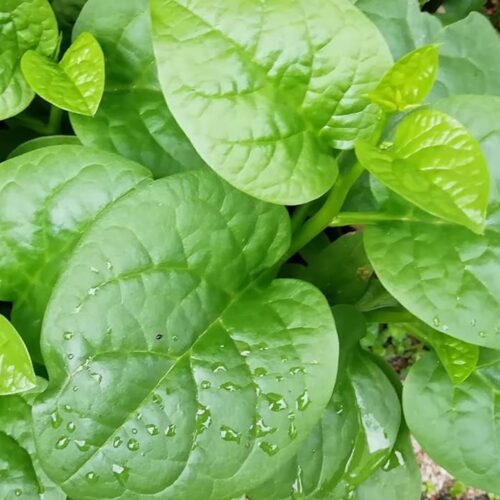 Malabar Spinach (Big Round Leaf) Seeds