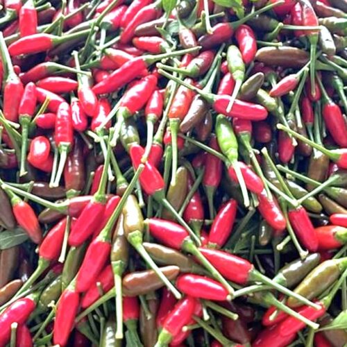 Birdseye Chili Pepper Seeds | Hot | Heirloom