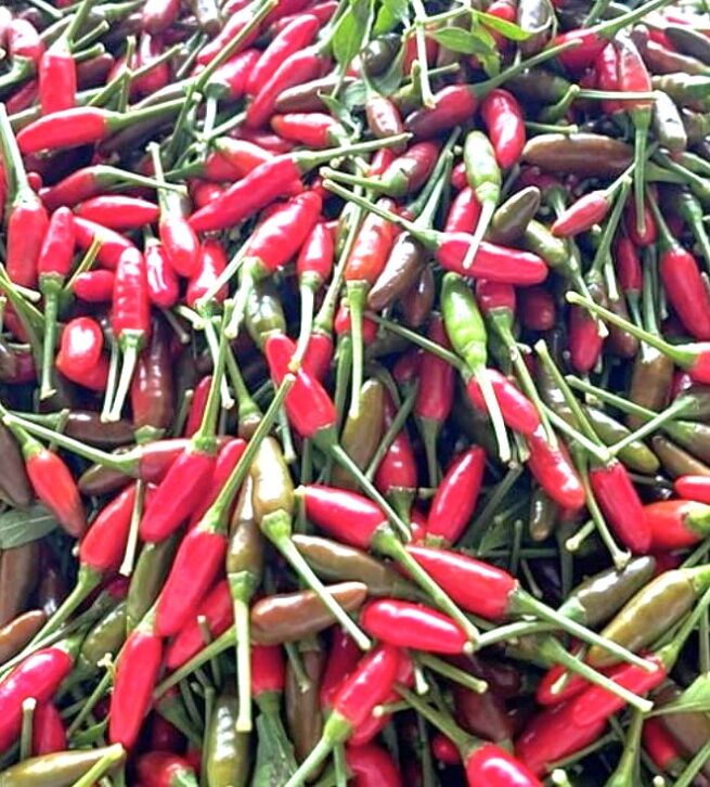 Birdseye Chili Pepper Seeds | Hot | Heirloom