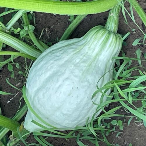 Blue Hubbard (Winter) Squash Seeds | Heirloom