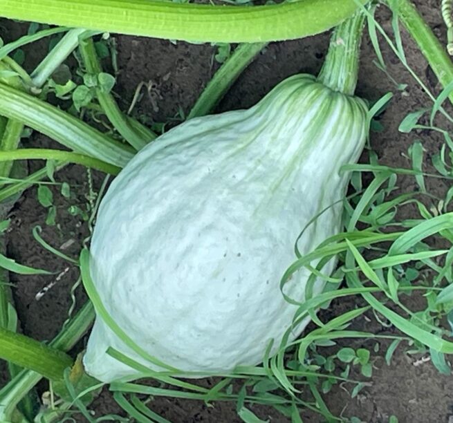 Blue Hubbard (Winter) Squash Seeds | Heirloom