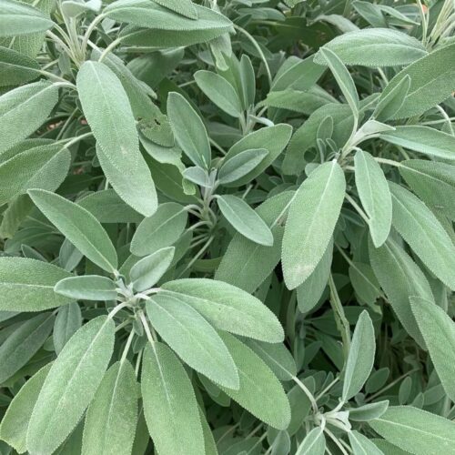 Broad Leaf Sage Seeds | Heirloom | Herb | Organic