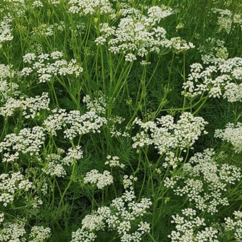 Caraway Seeds | Heirloom | Herb