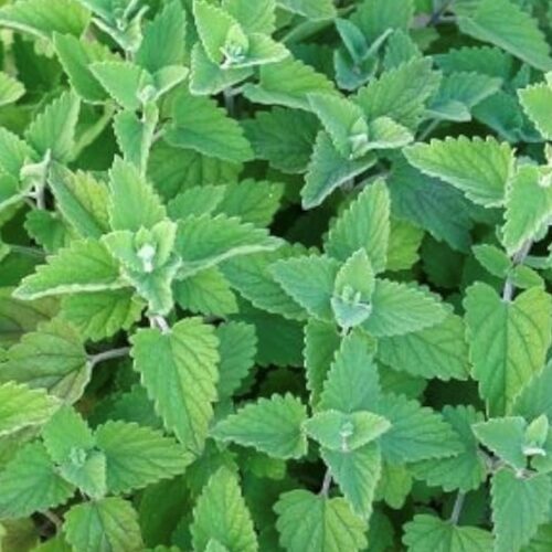 Catnip Seeds | Heirloom | Herb