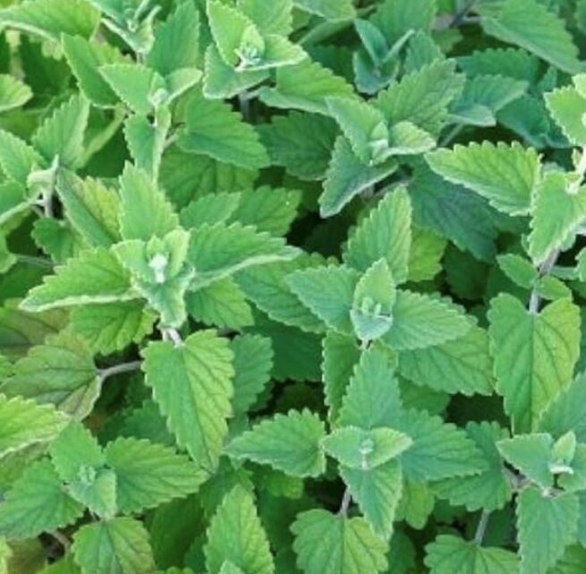 Catnip Seeds | Heirloom | Herb