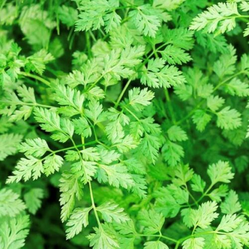 Winter Chervil Seeds | Heirloom | Herb