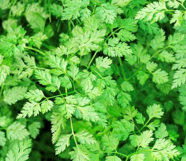 Winter Chervil Seeds | Heirloom | Herb