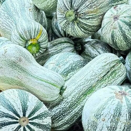 Cushaw Green Striped (Winter) Squash Seeds | Heirloom