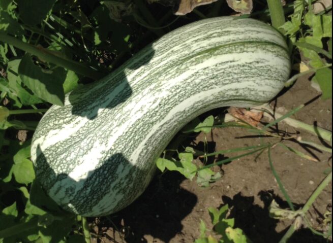 Cushaw Green Striped (Winter) Squash Seeds | Heirloom