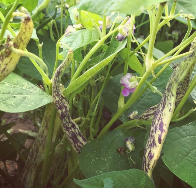 Dragon's Tongue Bean Seeds | Heirloom